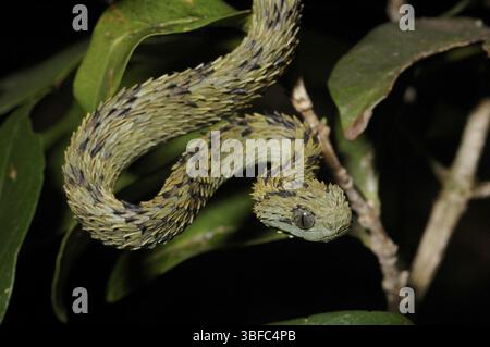 Buschviper (Atheris hispida) Stockfoto