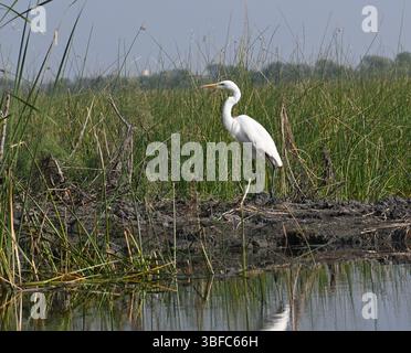 Ein kleiner Reiher steht an den Ufern eines Feuchtsees inmitten von großem und hohem Gras Stockfoto