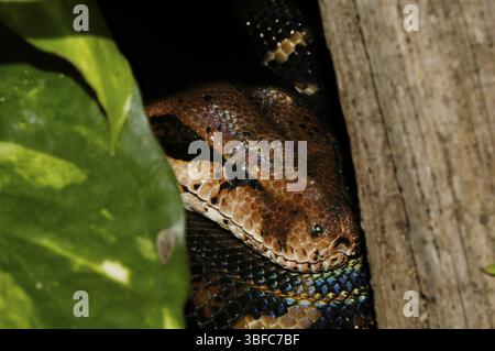 Honduras Imperial boa (Boa constrictor Imperator) Stockfoto