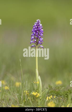 Helm Orchid (Orchis militaris) Stockfoto