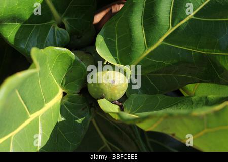 Frucht auf einer Fiddle Leaf Feige (Ficus lyrata) im Garten Stockfoto