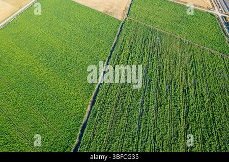 Drohnenaufnahme, die eine lebhafte ländliche Landschaft mit verschiedenen Anbaumustern zeigt Stockfoto