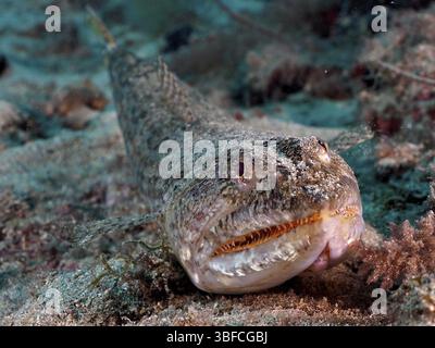 Atlantischer Eidechsenfisch (Synodus saurus) Stockfoto