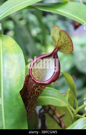 Nahaufnahme einer fleischfressenden Pflanze aus dem nepenthes-Krug in einem Garten Stockfoto