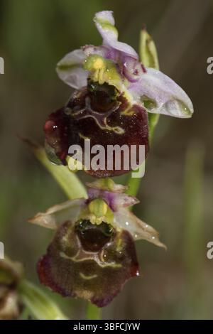 Hummel Orchidee (Ophrys holoserica) Stockfoto