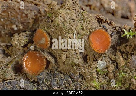 Schildbohrer (Scutellinia scutellata) Stockfoto
