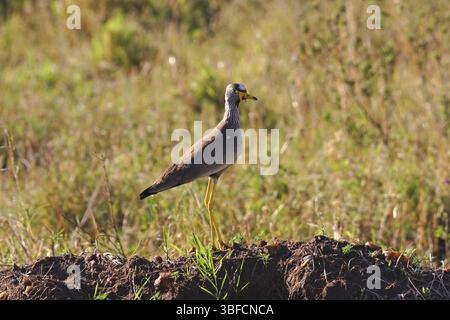 Senegal Lapwing (Vanellus senegallus) Stockfoto