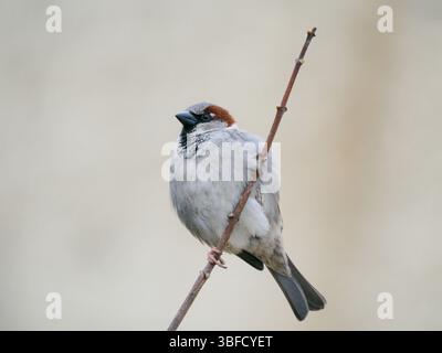 Städtischer Spatzen, der auf einem Baumzweig sitzt Stockfoto