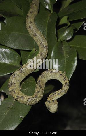 Buschviper (Atheris hispida) Stockfoto