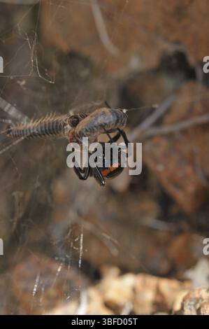 Falsche schwarze Witwe (Steatoda paykulliana) Stockfoto