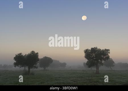 Sonnenaufgang im Olivenhain Stockfoto