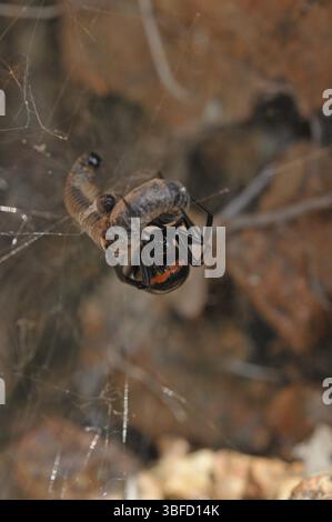 Falsche schwarze Witwe (Steatoda paykulliana) Stockfoto