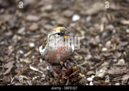 Arktische Rotpoll (Carduelis hornemanni) Stockfoto