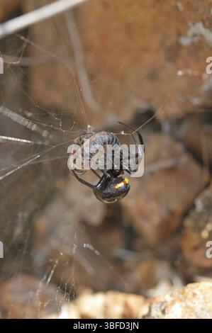 Falsche schwarze Witwe (Steatoda paykulliana) Stockfoto