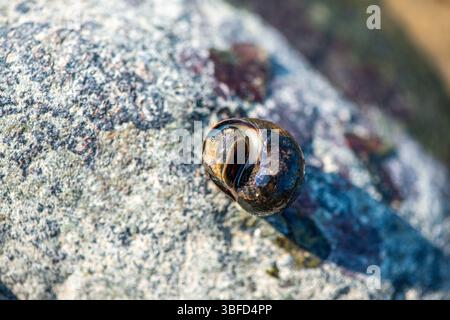 Ein detailliertes Makro-Unterwasserfoto, das Littorina littorea (gewöhnliches Periwinkle) zeigt, wie sie sich aktiv auf einer untergetauchten Oberfläche bewegt. Stockfoto