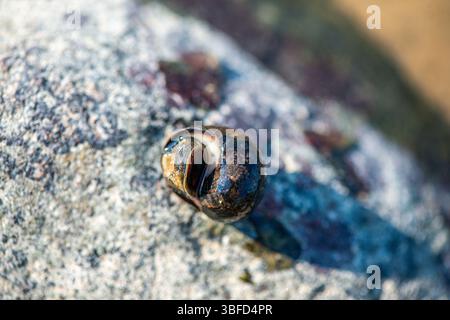 Ein detailliertes Makro-Unterwasserfoto, das Littorina littorea (gewöhnliches Periwinkle) zeigt, wie sie sich aktiv auf einer untergetauchten Oberfläche bewegt. Stockfoto