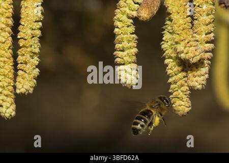 Gemeinsame Hasel (Corylus Avellana) Stockfoto