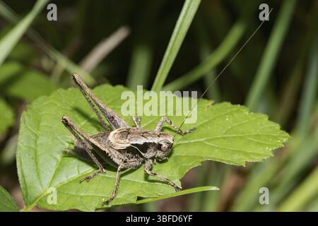 Gewöhnliche Buschgrille, dunkle Buschgrille (Pholidoptera griseoaptera) Stockfoto