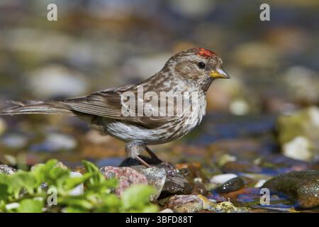 Redpoll (Zuchtjahr Flammea) Stockfoto
