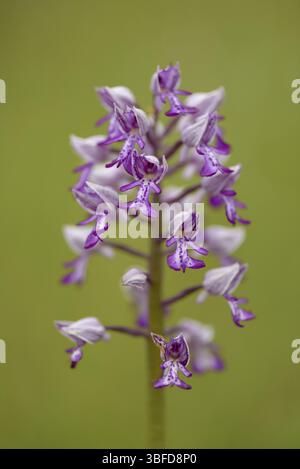 Helm Orchid (Orchis militaris) Stockfoto