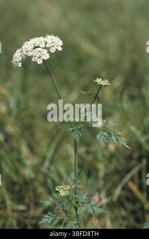 HundePetersilie (Aethusa cynapium) Stockfoto