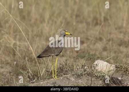 Senegal Lapwing (Vanellus senegallus) Stockfoto