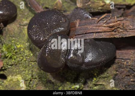 Schwarze Hexenbutter (Exidia glandulosa) Stockfoto