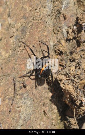 Falsche schwarze Witwe (Steatoda paykulliana) Stockfoto