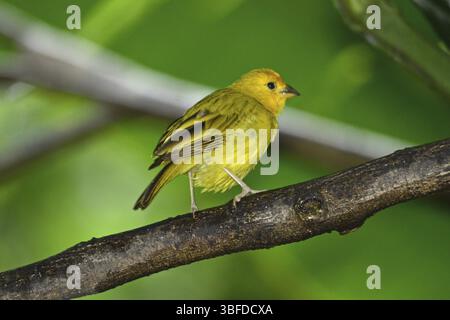 Safransperling, weiblich (Sicalis flaveola) Stockfoto