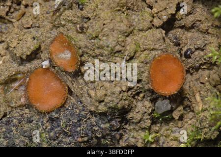 Schildbohrer (Scutellinia scutellata) Stockfoto