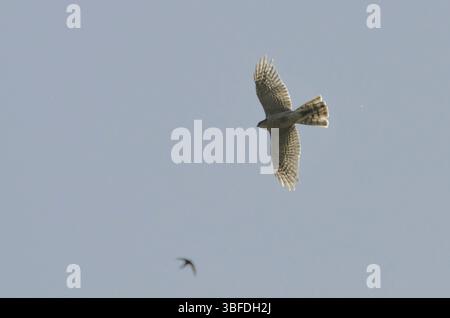 Sparrowhawk, weiblich (Accipiter nisus) Stockfoto