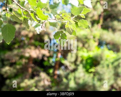 Grüne Blätter im Vordergrund und verschwommene Bäume im Hintergrund im Park in der Stadt Kapan, in der armenischen Provinz Syunik am sonnigen Frühlingsmorgen Stockfoto