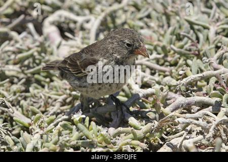 Mittelboden finke (Geospiza fortis) Stockfoto