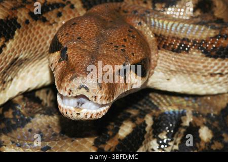 Honduras Imperial boa (Boa constrictor Imperator) Stockfoto