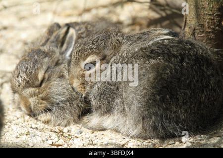 Schneehase (Lepus timidus) Stockfoto