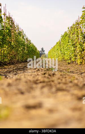 Baumschulreihen Mit Jungen Pflanzen, Die Unter Klarem Himmel Wachsen Stockfoto