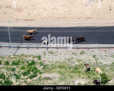 Blick von oben auf die Kühe auf der Autobahn zwischen den Dörfern Tatev und Halidzor von der Seilbahn Wings of Tatev am sonnigen Maitag Stockfoto