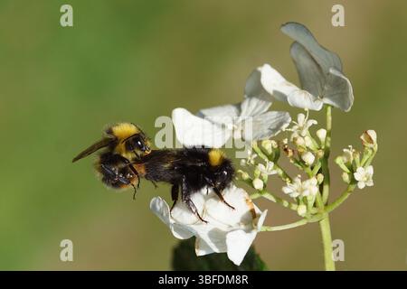 Männliche, weibliche frühe Hummel (Bombus pratorum), Familie Apidae auf weißen Blüten von Viburnum plicatum Watanabe - Japanischer Schneebusch. Verknüpfen. Frühling, Mai Stockfoto