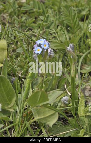 Alpine Forget-Me-Not (Myosotis alpestris) Stockfoto