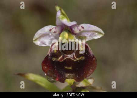 Hummel Orchidee (Ophrys holoserica) Stockfoto