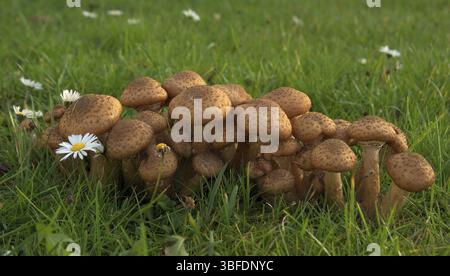 Armillaria polymyces (Armillaria solidipes) Stockfoto