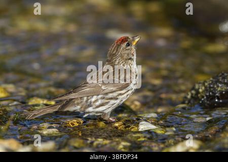 Redpoll - weibliches Trinken (Carduelis flammea) Stockfoto