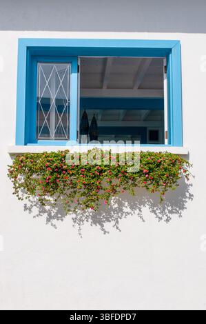 Blaues Fenster auf einem weißen Haus, blühende Fensterbank mit Sukkulenten und Blumen Stockfoto