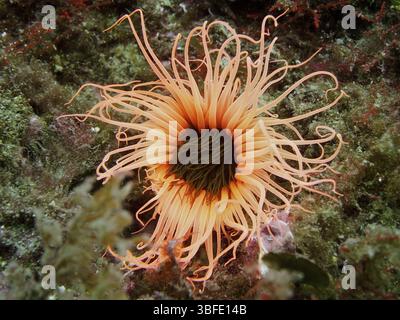 Zylinderrose (Cerianthus membranaceus) Stockfoto