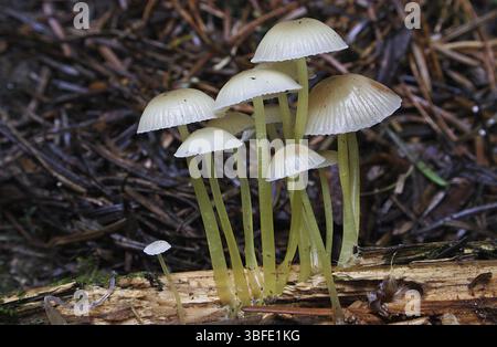 Motorhaube mit gelbblichem Bein (Epipterigia Maceana) Stockfoto