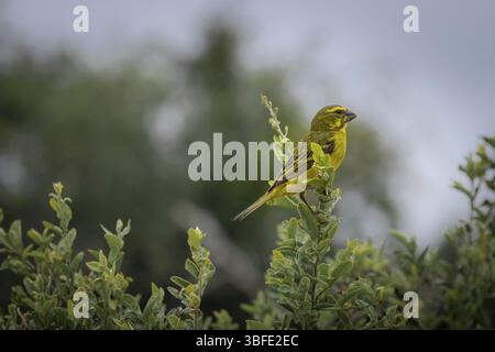 Mosambik Serin (Serinus mozambicus) Stockfoto