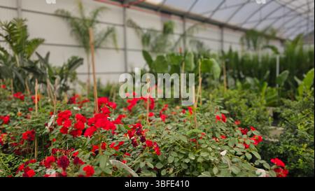 Schöne rote Rosen blühen unter anderen Pflanzen in einem Gewächshaus in einer Gartenstube Stockfoto