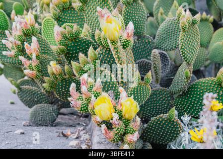 Opuntia Microdasys Hasenohren Kakteen-Cluster in Blüte Stockfoto