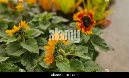 Leuchtende Sonnenblumen, die in Keramiktöpfen blühen, Gartenkrippe-Display, die sich für den Einzelhandel vorbereiten Stockfoto
