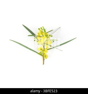 Acacia pycnantha oder Mimosa Zweig mit Gelb Flauschige Blumen auf weißem Hintergrund. Ansicht von oben mit der Kopie Platz in minimalistischem Stil Stockfoto